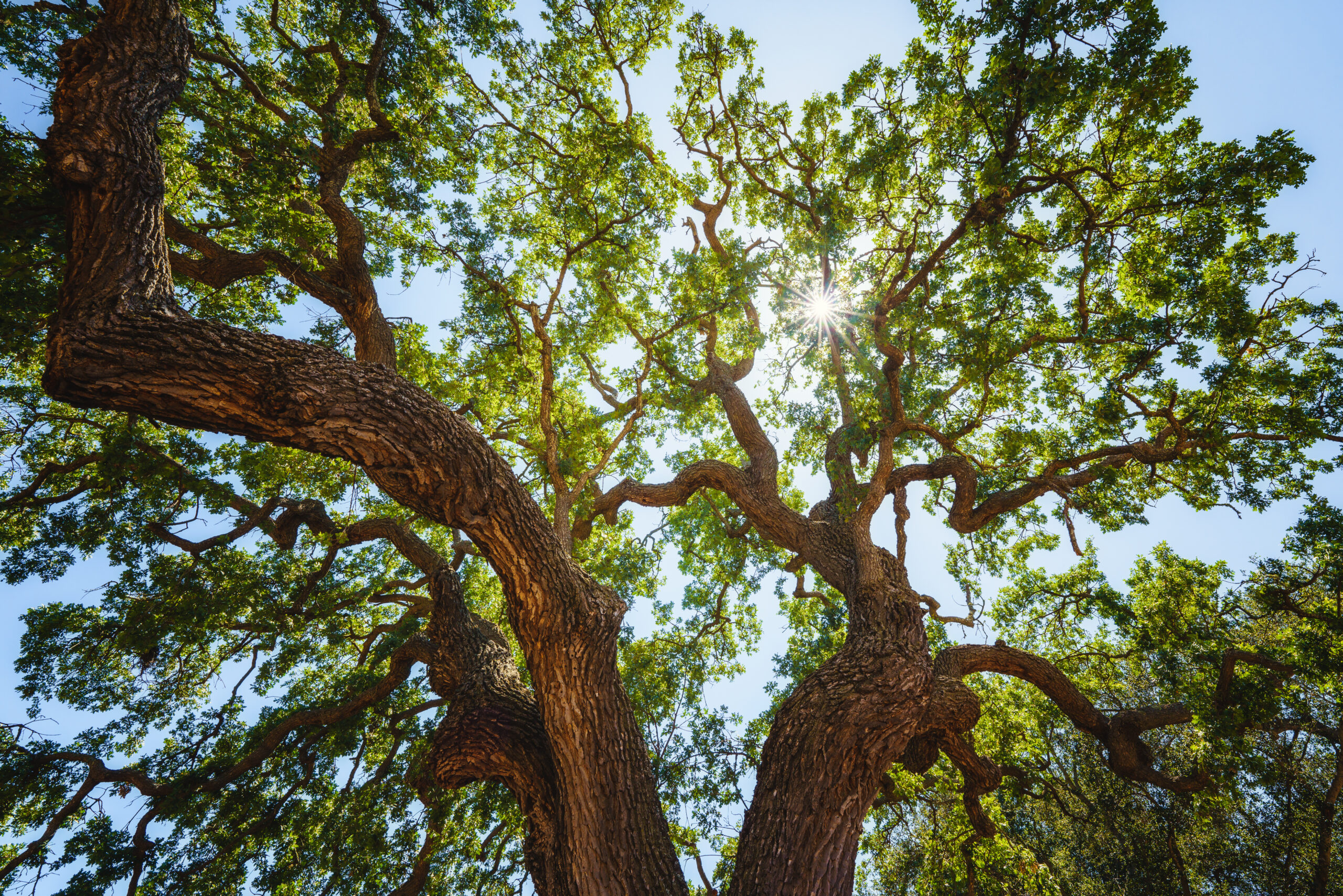 Sunlight streaming through the canopy of a mature Sacramento oak tree
