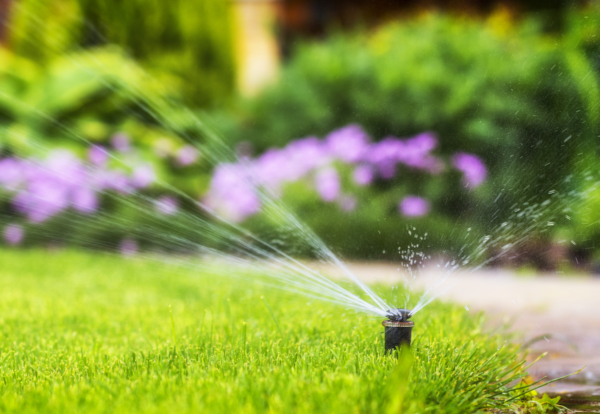 Pop-up sprinkler head watering a lush green lawn